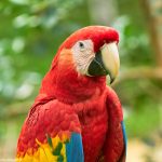 9213 Scarlet Macaw (Ara macao), Costa Rica