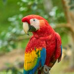 9214 Scarlet Macaw (Ara macao), Costa Rica