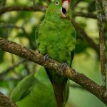 9216 Crimson-fronted Parakeet (Aratinga finschi), Costa Rica