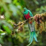 9217 Resplendent Quetzal (Pharomachrus mocinno), Costa Rica