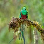 9218 Resplendent Quetzal (Pharomachrus mocinno), Costa Rica