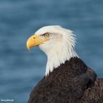 9267 Bald Eagle, Homer, Alaska