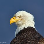 9268 Bald Eagle, Homer, Alaska