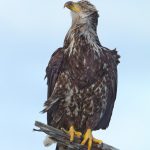 9269 Juvenile Bald Eagle, Homer, Alaska