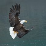 9271 Bald Eagle, Homer, Alaska