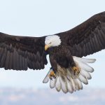 9272 Bald Eagle, Homer Alaska