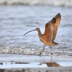 9263 Long-billed Curlew (Numenius americanus), Bolivar Peninsula, Texas